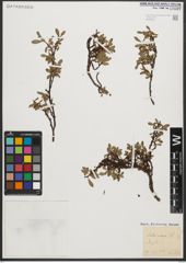 Foto von Salix retusa L.